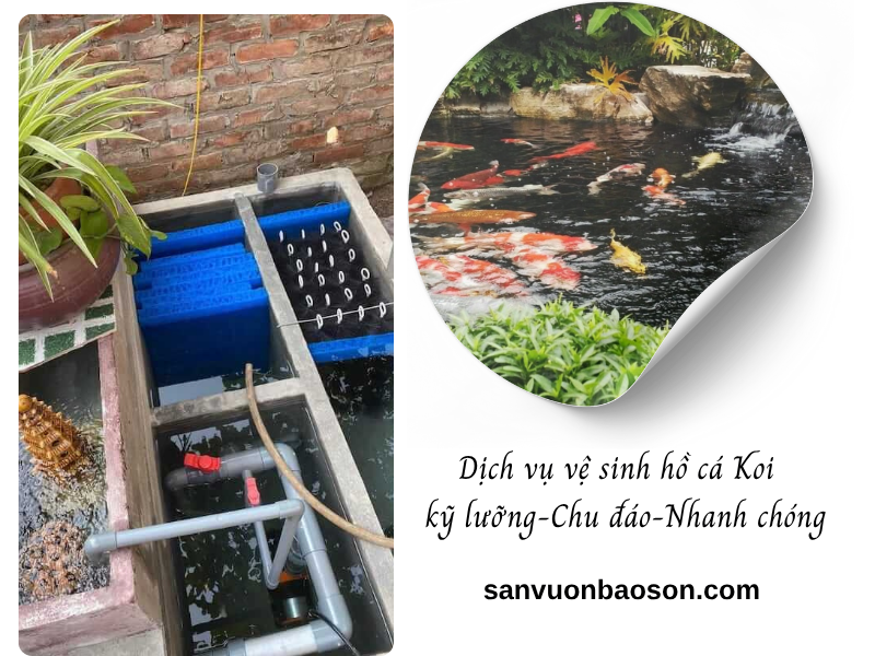 Dịch Vụ Vệ Sinh Hồ Cá Koi Bao Kỹ Lưỡng Nhiệt Tình Tại TPHCM