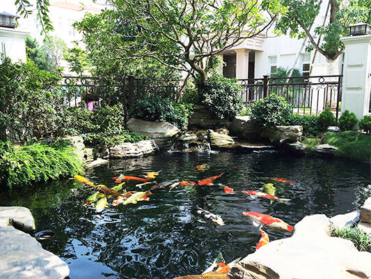 Thi công hồ cá Koi Bình Dương - Đẳng cấp, tiết kiệm