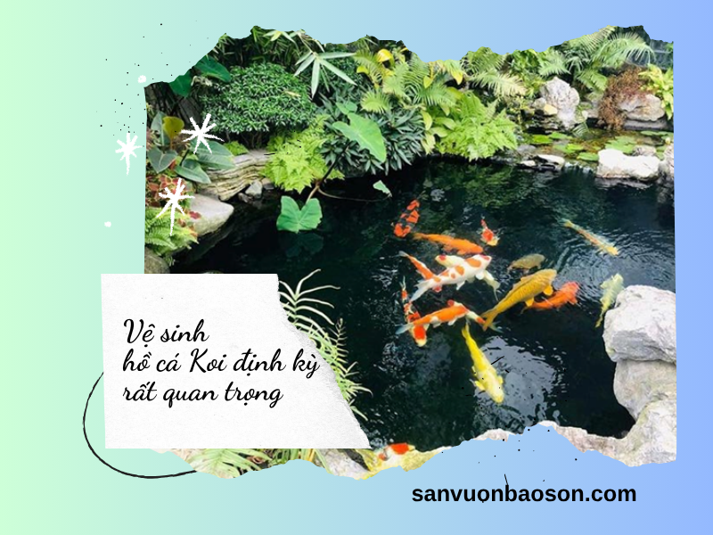 ve-sinh-ho-ca-koi-dinh-ky
