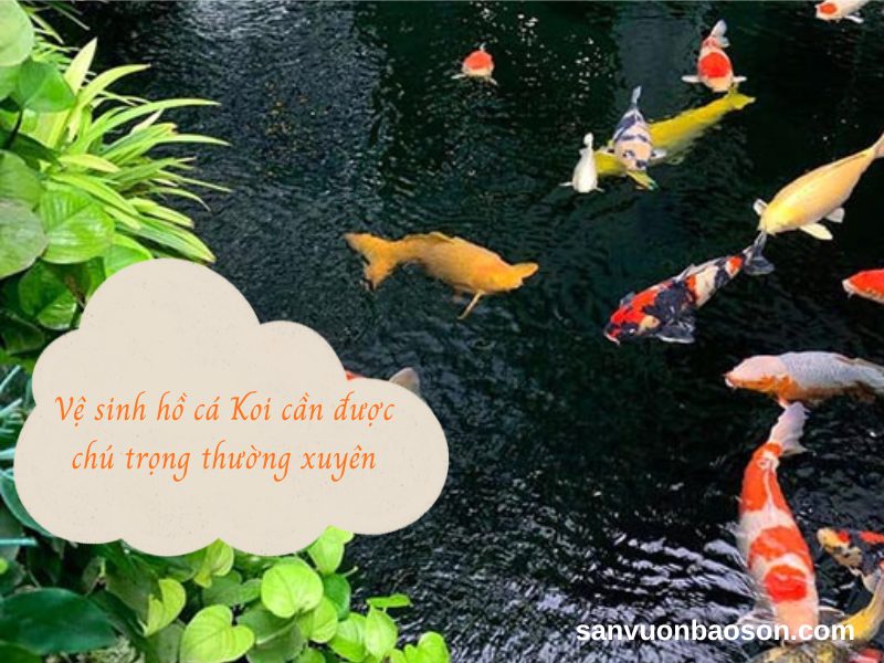 Vệ Sinh Hồ Cá Koi - Quy Trình Đúng Chuẩn Cho Người Mới