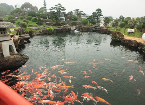 dich-vu-bao-tri-ho-ca-koi