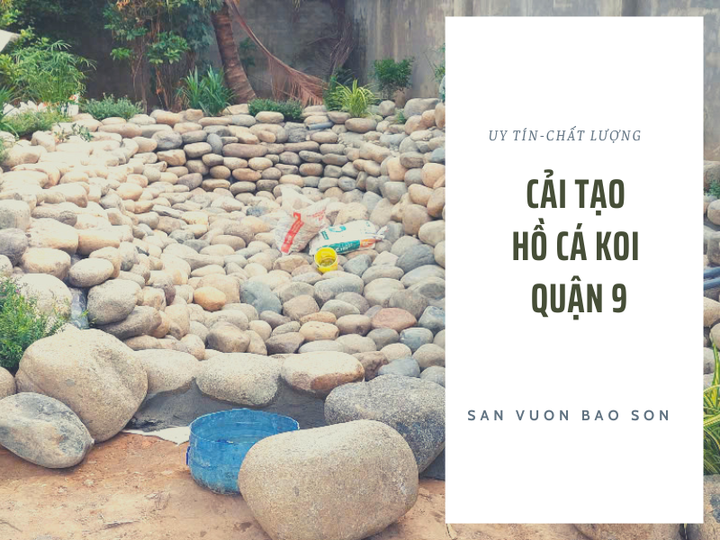 Cải Tạo Hồ Cá Koi Quận 9 -10 Ngày Hồi Sinh Hồ 15m² Bị Rò Rỉ