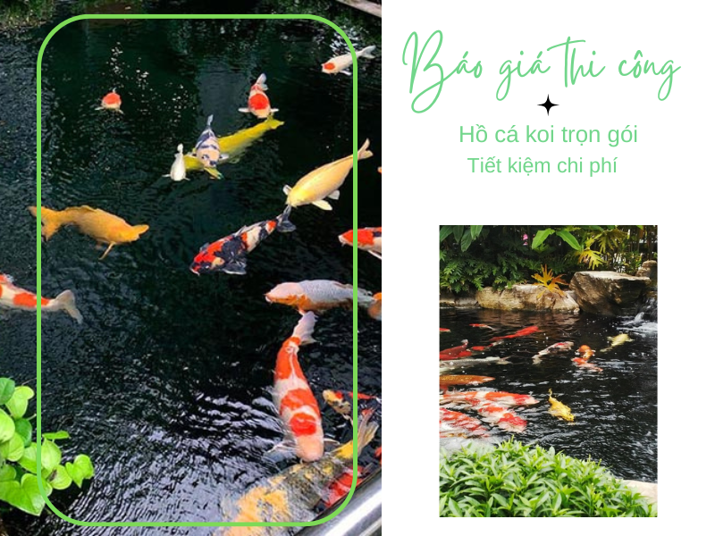 Báo Giá Thi Công Hồ Koi Trọn Gói chỉ từ 7 Triệu/m³, Nước Trong, cá khỏe
