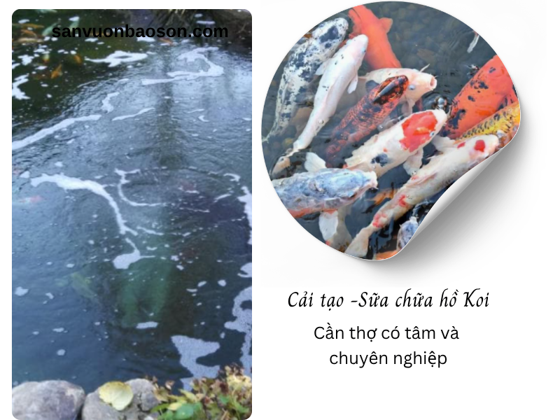 cai-tao-be-ca-koi