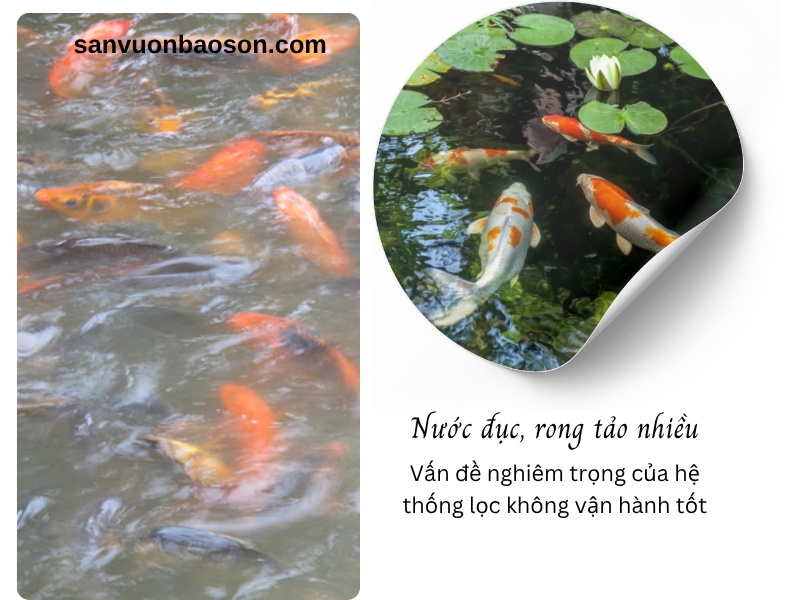 cách trị dứt điểm rêu tảo hồ cá koi