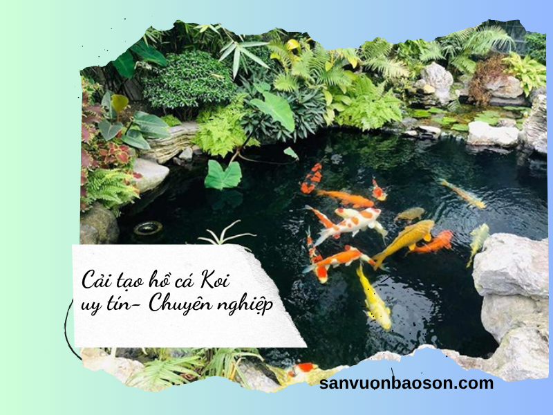 Dịch vụ cải tạo hồ cá Koi triệt để chi phí phải chăng