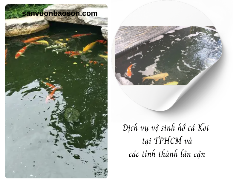 Cách trị rêu tảo hồ cá Koi dứt điểm cho làn nước trong vắt
