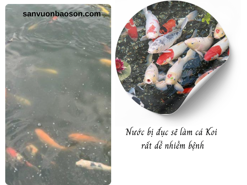 thợ vệ sinh hồ cá koi tphcm