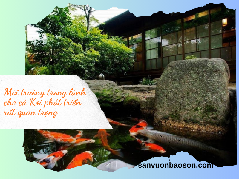 lam-ho-ca-koi-tai-nha