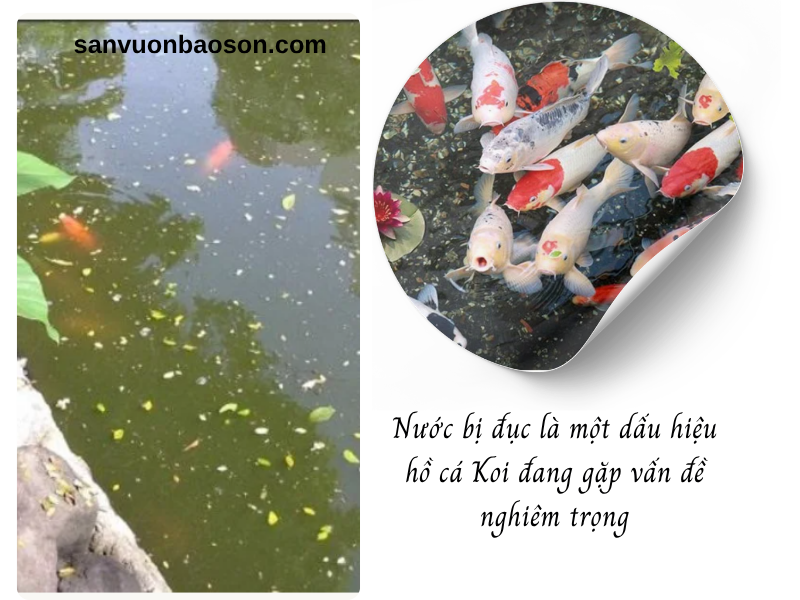 sua-chua-ho-ca-koi