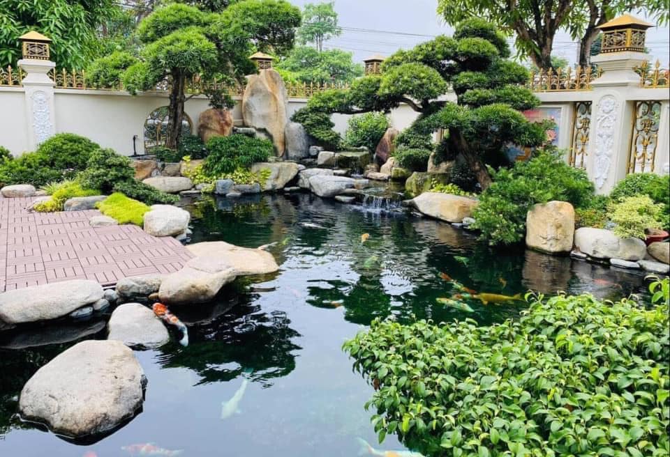 Thi Công Hồ Cá Koi Bến Tre 2026: Đẳng Cấp Nhà Vườn&nbsp;