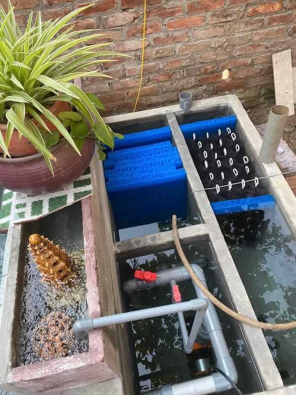 vệ sinh hồ cá koi đơn giản